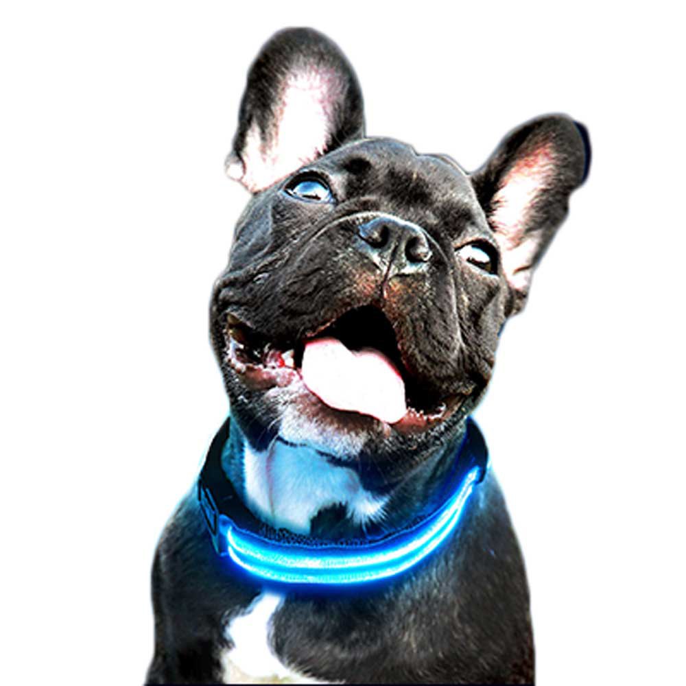 freedog led collar bleu xs